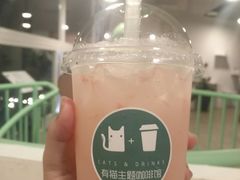 柚子玫瑰养乐多-有猫主题·治愈系猫咖(曾厝垵店)