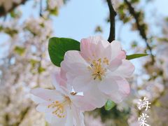 -海棠花溪(元大都城垣遗址公园)