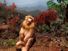 -陕西自然博物馆