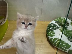 -青奢宠物·青奢猫舍