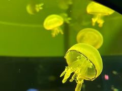 -欢乐海岸海洋奇梦馆