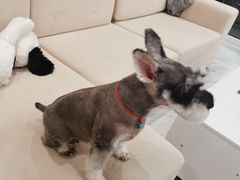 -宠物梦想家(日月豪庭店)