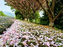 -东山风景区(洞庭东山)