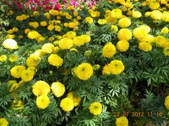 景点-阿尔丁植物园