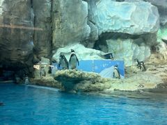 -帝企鹅自助餐厅•儿童岛•真企鹅(长隆企鹅酒店)