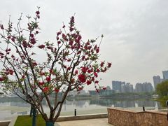 -月湖风景区