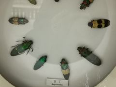 -上海大自然野生昆虫馆(东方明珠·爬宠昆虫探索中心)