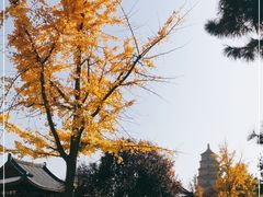 -大雁塔北广场音乐喷泉