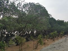 -宝安西湾红树林湿地公园