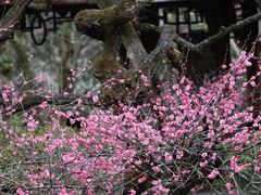 -杭州植物园