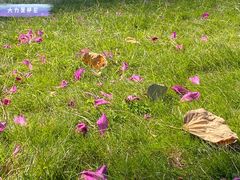 -深圳大学总医院