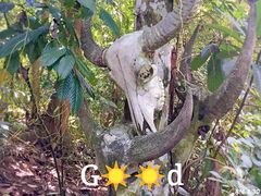 -西双版纳基诺山寨