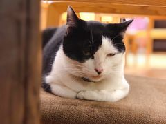 -猫的天空之城概念书店(杭州南宋御街店)