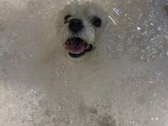 -PETKIT小佩宠物·低压洗护(国顺东路店)