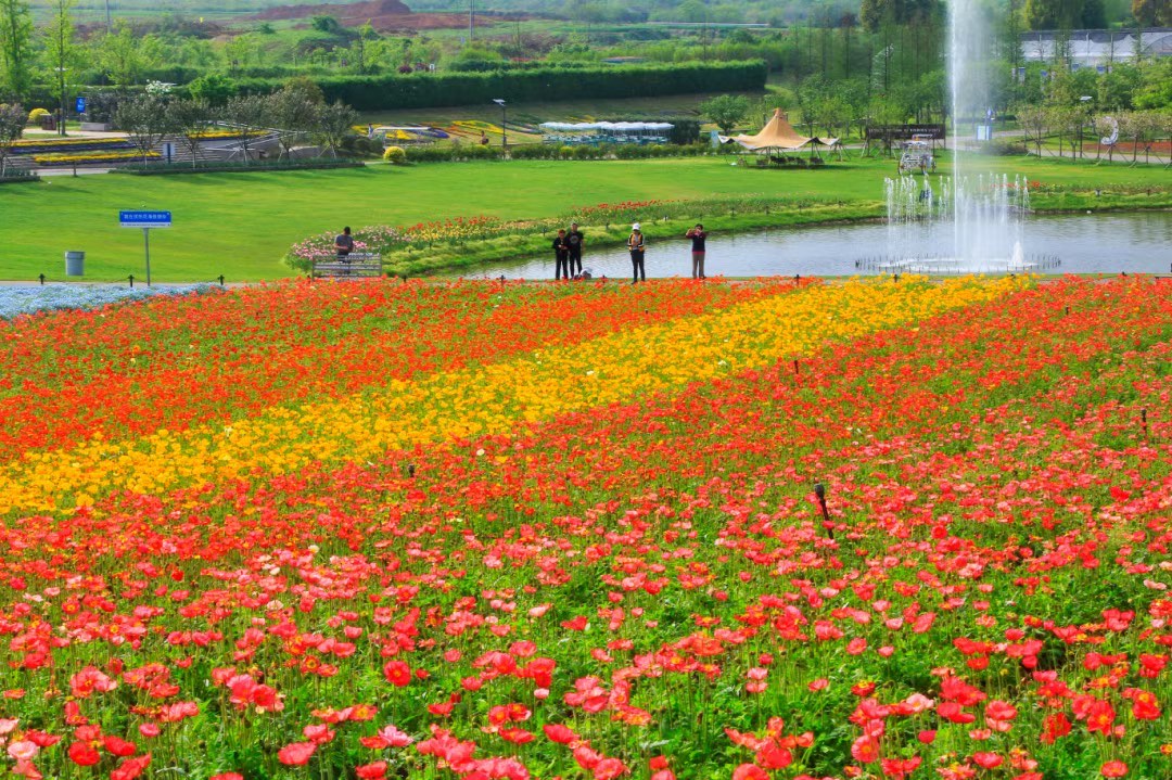 南京花海风景区图片