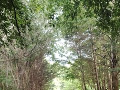 -五营红松林海景区