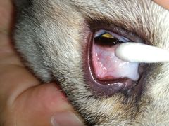 -芭比堂动物医院·犬猫全科·异宠专科(雁塔分院)