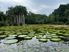 -中国科学院西双版纳热带植物园