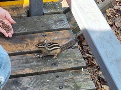 -五营红松林海景区