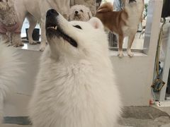 -共舞时光猫咖·狗咖(新街口店)
