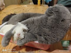 -藦茜花园宠物主题亲子互动体验馆(国顺东路店)