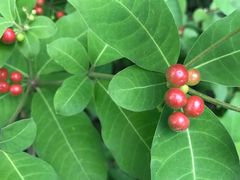 -广西壮族自治区药用植物园