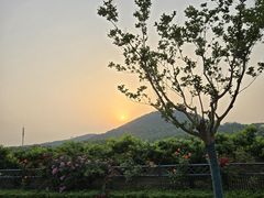 -桃花岛景观公园
