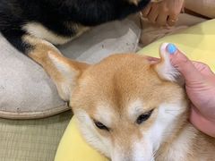 -逗柴咖啡屋·狗咖猫咖宠物桌游