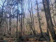 -冶父山国家森林公园