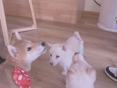 -柴犬小屋·柴餐厅·狗咖食堂(金鼎广场店)