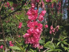 -桃花涧