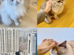 -有喵·猫咖·狗咖·30几只猫10只小狗(岗厦店)