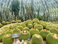 -深圳仙湖植物园