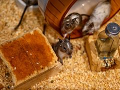 -酷以爬仙阁实体爬宠店·守宫·蜥蜴·专业繁育