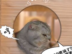 -猫咪派对(江南西店)