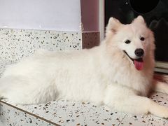 -毛绒耶耶撸宠馆·猫咖·狗咖·荷兰猪咖