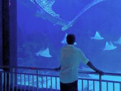 -烟台海昌鲸鲨海洋公园