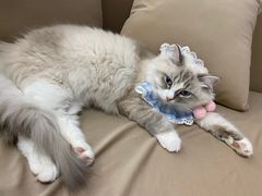 -怪兽屋·羊驼·猫咖·狗咖(俊华广场店)