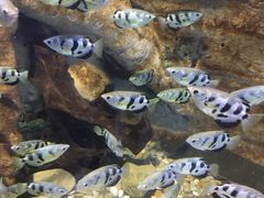 -迪拜水族馆及水下动物园