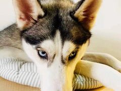 -Husky Go! 哈士奇体验馆·宠物咖啡厅狗咖