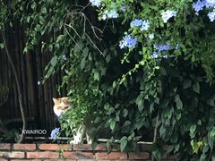 景观位-花苑里咖啡(威远店)