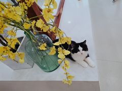 -共舞时光猫咖·狗咖(新街口店)