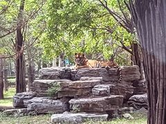 -秦皇岛野生动物园