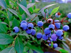 -金谷域澳洲庄园