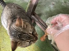 -荔枝红五号农庄