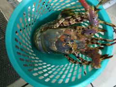 android_upload_pic-蚝得喜海鲜(东城店)