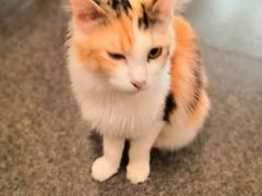 -猫色咖啡·猫咖