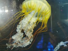-欢乐海岸海洋奇梦馆