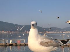 -海埂大坝