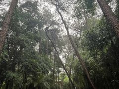 -铁山坪森林公园